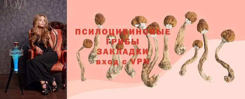 где продают наркотики  кракен ТОР  Псилоцибиновые грибы MAGIC MUSHROOMS  маркетплейс официальный сайт  Апатиты 